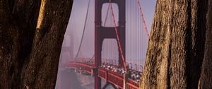 Preview wallpaper bridge, trees, fog, view