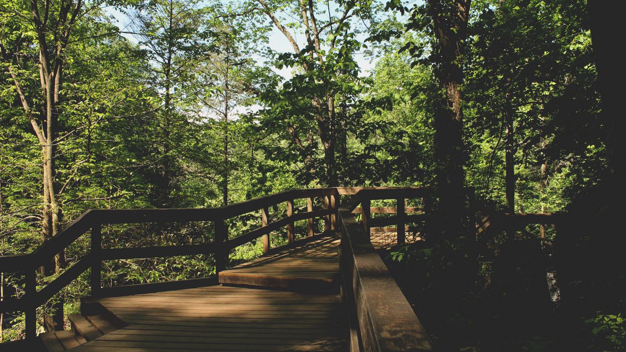 Wallpaper bridge, trees, foliage