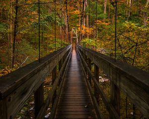 Preview wallpaper bridge, trees, foliage, forest, nature