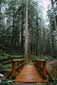 Preview wallpaper bridge, trees, forest, path, wooden