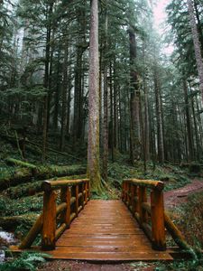Preview wallpaper bridge, trees, forest, path, wooden
