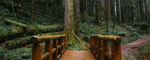 Preview wallpaper bridge, trees, forest, path, wooden