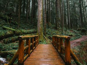 Preview wallpaper bridge, trees, forest, path, wooden