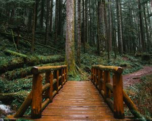 Preview wallpaper bridge, trees, forest, path, wooden