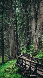 Preview wallpaper bridge, trees, forest, wooden, branches