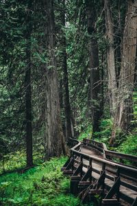 Preview wallpaper bridge, trees, forest, wooden, branches