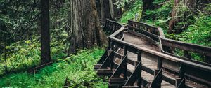 Preview wallpaper bridge, trees, forest, wooden, branches