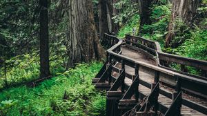 Preview wallpaper bridge, trees, forest, wooden, branches