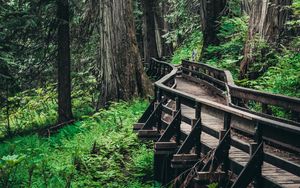 Preview wallpaper bridge, trees, forest, wooden, branches