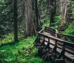 Preview wallpaper bridge, trees, forest, wooden, branches