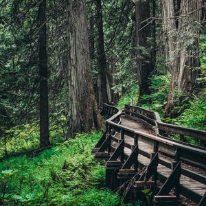 Preview wallpaper bridge, trees, forest, wooden, branches