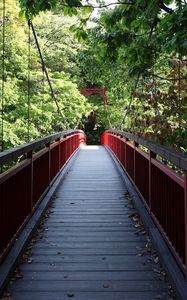 Preview wallpaper bridge, trees, forest, nature, greenery