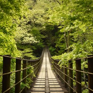 Preview wallpaper bridge, trees, forest, nature, green