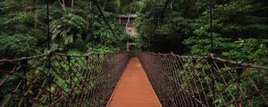 Preview wallpaper bridge, trees, hanging, weaving