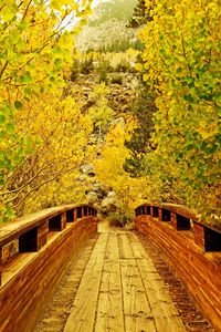 Preview wallpaper bridge, wooden, trees, autumn