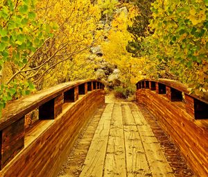 Preview wallpaper bridge, wooden, trees, autumn