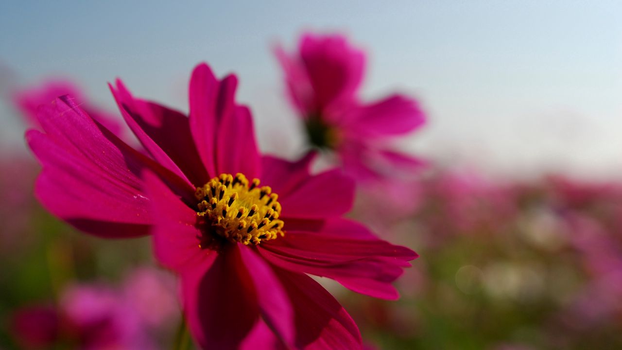 Wallpaper bright, petals, pink, sky, flower, field