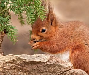 Preview wallpaper bright red color, squirrel, branch, pine needles