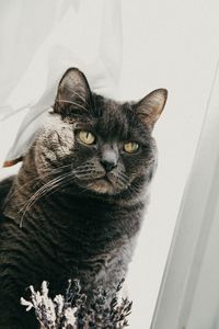 Preview wallpaper british cat, cat, pet, glance