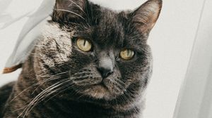Preview wallpaper british cat, cat, pet, glance