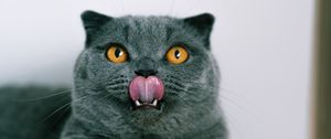 Preview wallpaper british cat, cat, pet, protruding tongue, glance