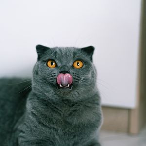 Preview wallpaper british cat, cat, pet, protruding tongue, glance