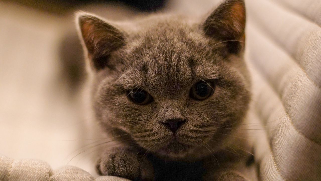 Wallpaper british cat, cat, pet, glance, kitten