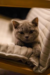 Preview wallpaper british cat, cat, pet, glance, kitten