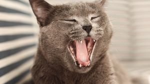 Preview wallpaper british cat, cat, pet, jaws