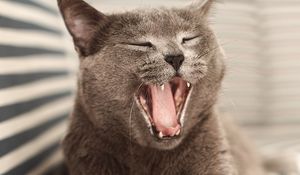 Preview wallpaper british cat, cat, pet, jaws
