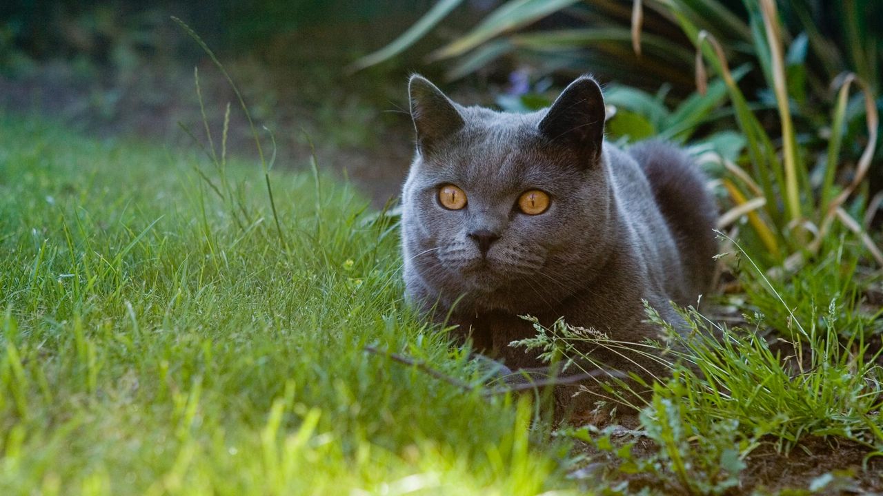 Wallpaper british cat, cat, pet, glance, grass