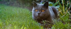 Preview wallpaper british cat, cat, pet, glance, grass