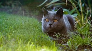 Preview wallpaper british cat, cat, pet, glance, grass