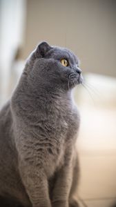 Preview wallpaper british cat, cat, pet, glance, profile