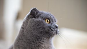 Preview wallpaper british cat, cat, pet, glance, profile