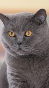 Preview wallpaper british cat, eyes, face, fat