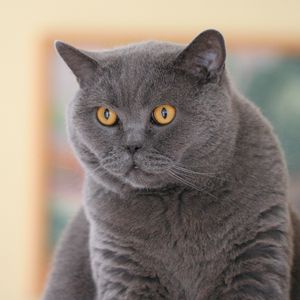Preview wallpaper british cat, eyes, face, fat
