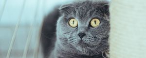 Preview wallpaper british, cat, gray, pet, glance