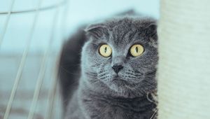 Preview wallpaper british, cat, gray, pet, glance