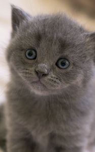 Preview wallpaper british, kitten, face, eyes