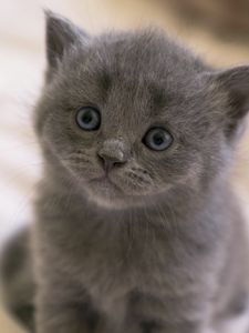 Preview wallpaper british, kitten, face, eyes