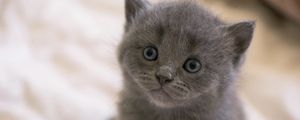 Preview wallpaper british, kitten, face, eyes