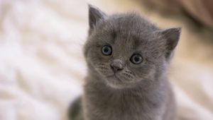 Preview wallpaper british, kitten, face, eyes