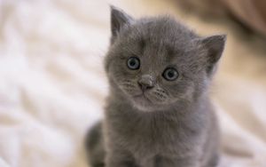 Preview wallpaper british, kitten, face, eyes