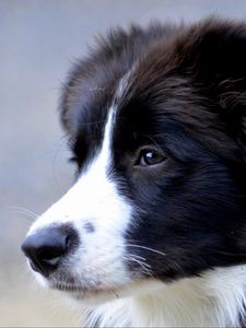 Preview wallpaper british shepherd, dog, muzzle