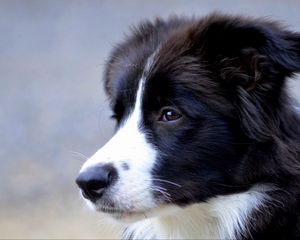 Preview wallpaper british shepherd, dog, muzzle