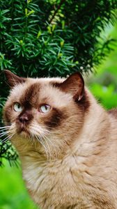 Preview wallpaper british shorthair cat, cat, branches