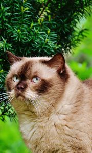 Preview wallpaper british shorthair cat, cat, branches