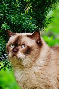 Preview wallpaper british shorthair cat, cat, branches