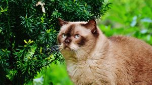 Preview wallpaper british shorthair cat, cat, branches